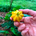 Pitangatuba (Eugenia Selloi) Fruit Plant - Image 2