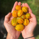 Pitangatuba / Eugenia selloi Fruit Plant
