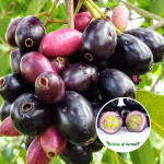 bardoli njaval fruit plant sale