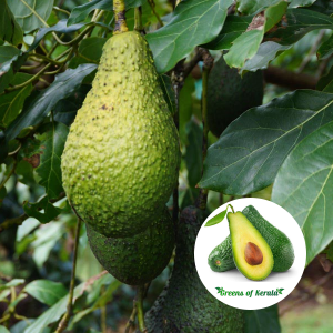 buy avacado pinkerton sapling