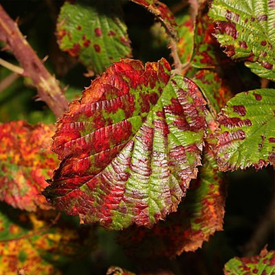 blackberry common diseases