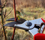 blackberry pruning