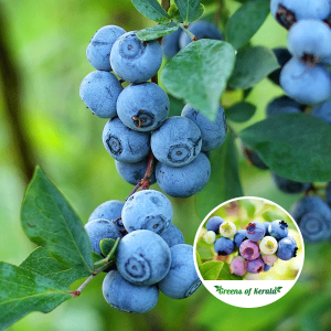 blue berry fruit plant sale