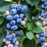 blue berry plant online sale