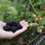 Black Berry (Layer) Fruit Plant - Image 2
