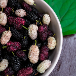 buy-mulberry-plant-online