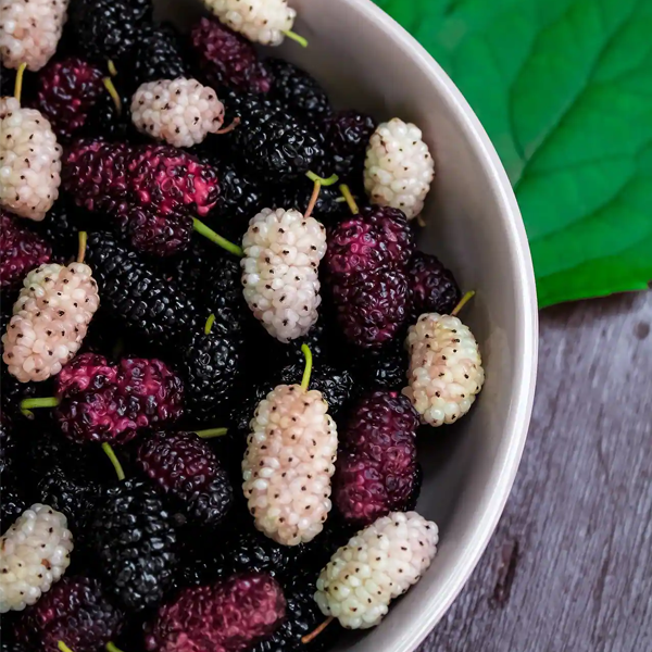 buy-mulberry-plant-online