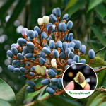 dabai fruit plant buy online