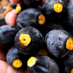 Dabai (Canarium Odontophyllum, Seedling) Fruit Plant - Image 2