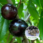 jabuticaba oblangata plant
