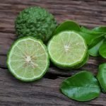 kaffir lime plant