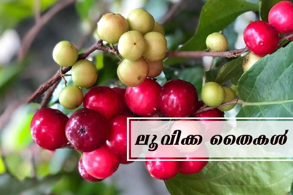 lubika plants online