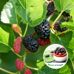 mulberry-sapling-purchase