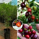 Rio Grande Cherry Fruit Plant Sale