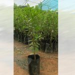 Cherry of Rio Grande Plant Fruit Sale