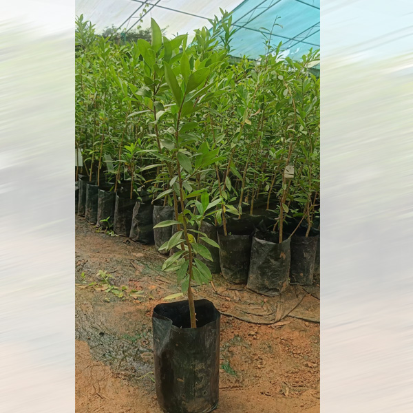Cherry of Rio Grande Plant Fruit Sale
