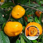 Sundrop Fruit Plant sale