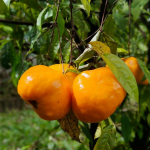 Sundrop fruit plant