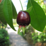 Cherry of Rio Grande