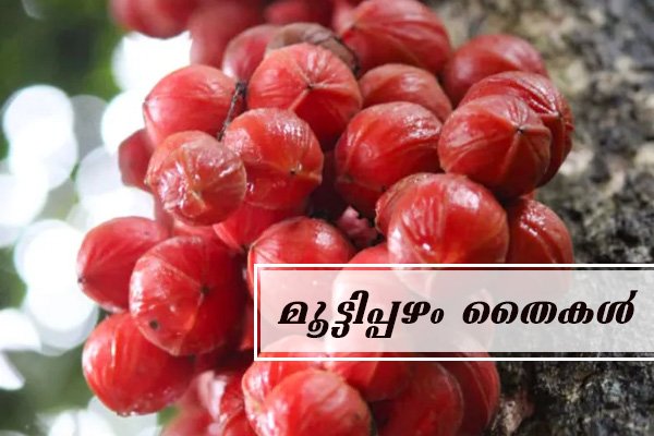 mootty pazham fruit plant