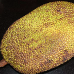 Artocarpus Heterophyllus Fruit Plant
