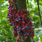 Baccaurea Odoratissima Fruit Plant