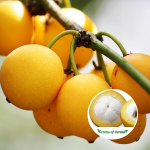 Bacupari Fruit Plant