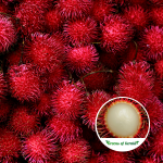 Binjai Rambotan Fruit Plant