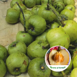 Bor Thekara Fruit Plant