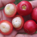 Mundar (Seedling) Fruit Plant - Image 2