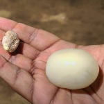 Caeser Rambutan Fruit Plant