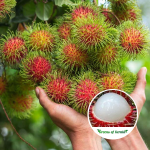 Caeser Rambuttan Fruit Plant