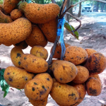 Korn Fruit (Seedling) Fruit Plant - Image 2