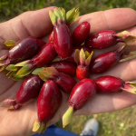 Savannah Cherry (Eugenia Calycina) Fruit Plant - Image 6