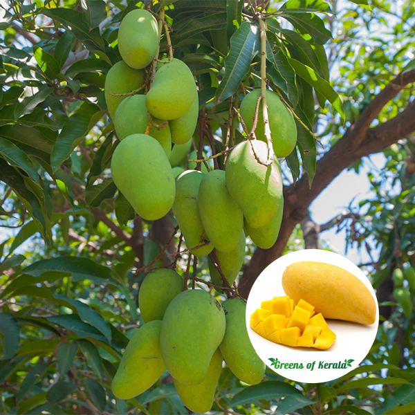 Chausa Mango Fruit Plant