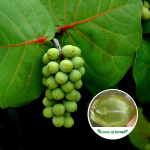 Coccoloba Uvifera Fruit Plant