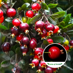 Eugenia Ligustrina Fruit Plant
