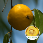 Eugenia Myrcianthes Fruit Plant