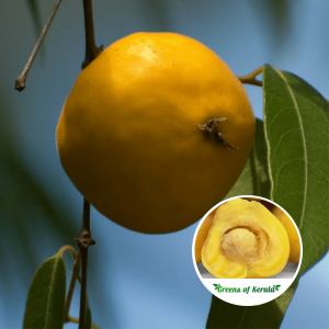Eugenia Myrcianthes Fruit Plant