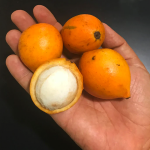 Garcinia Brasiliensis Fruit Plant