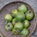 Garcinia Pedunculata Fruit Plant