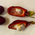 Jabuti Cherry Fruit Plant