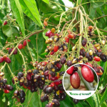 Kasam Fruit Plant