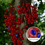 Kungkuni Fruit Plant