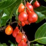 Lolly Berry Fruit Plant