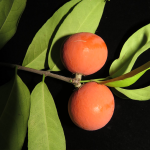 Lolly Vine Fruit Plant