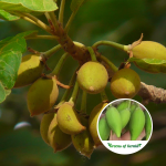 Madhuca Thorelii Fruit Plant