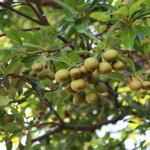 Mak Dauy Fruit Plant