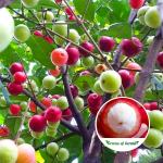 Mundar Fruit Plant
