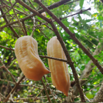 Parmentiera Cereifera Fruit Plant